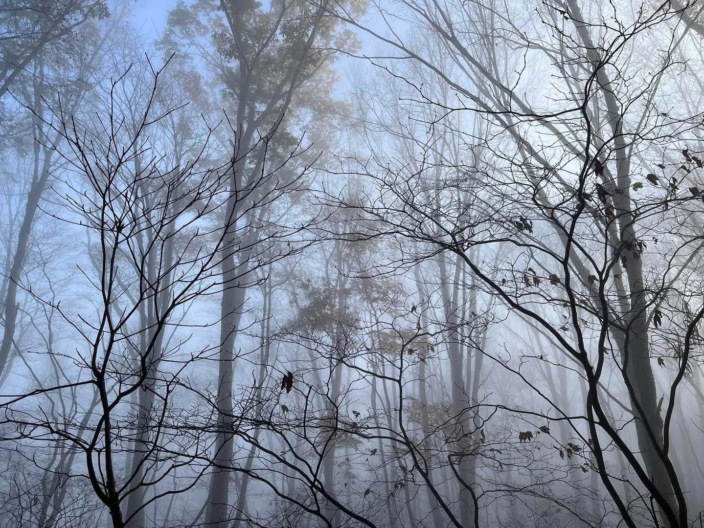 幻想的✧︎*。