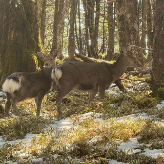 私の足も産まれたての子鹿のよう