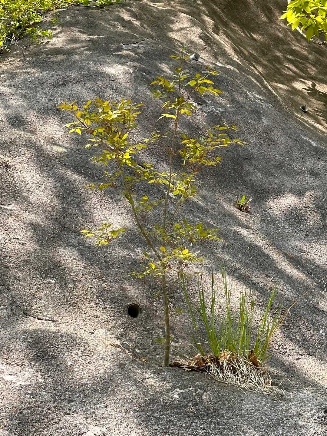 ど根性で生えてきたら木