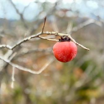 千葉には🐻さん、いないから安心😮‍💨