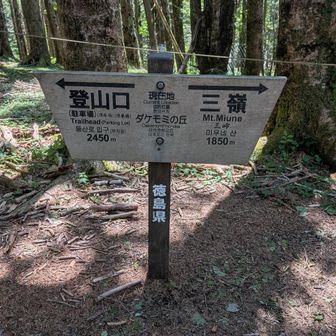 ダケモミの丘