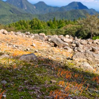 山頂広場はオレンジ色のニョロニョロが一面に
アリノタイマツというらしい
↑再度調べると
ベニナギナタタケだったらしい

アリノタイマツならすごく珍しかったらしい