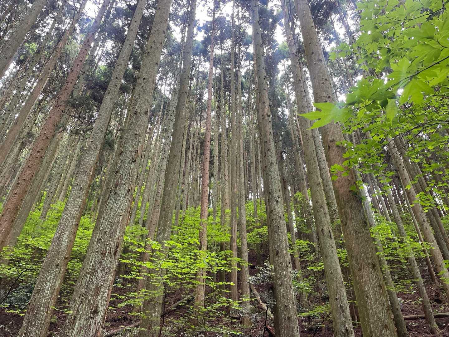 下川上登山口-大峯山-西大峯山-オオネントウ 周回コースの写真