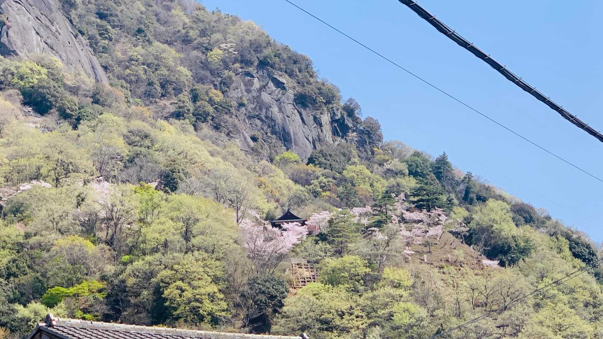 踏切を越えて岩殿山を見上げると中腹の公園は桜が満開です。🌸お花見は期待できるなあ。