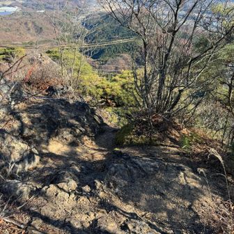 南陵のこの木も浮いてたー💦