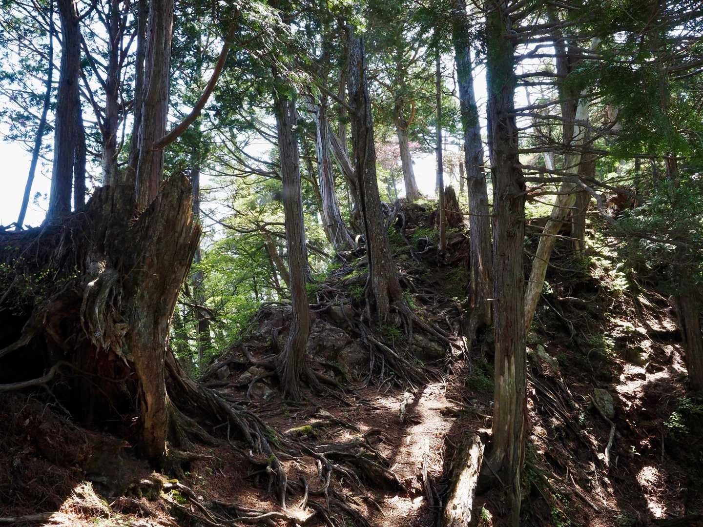 その後、岩と木の根の尾根
大峰っぽいです