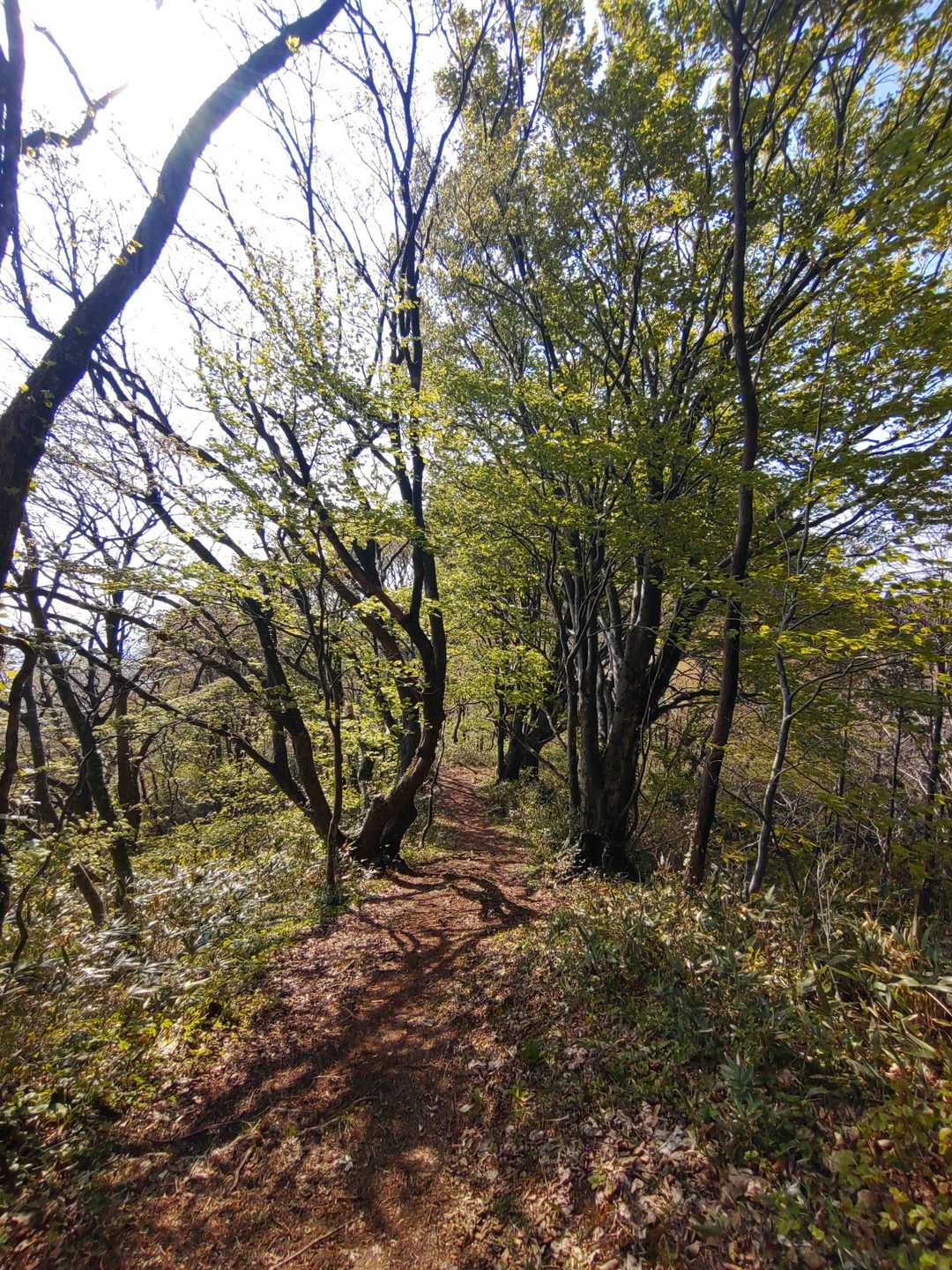 東光山登山口-東光山 往復コースの写真