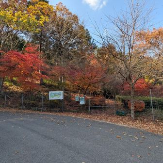 柵を開けて入ります
柵のフックの外し方がちんぷんかんぷん…
一人なら先程の柵も開けられません…
情けないこと😱