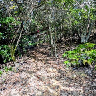 ここから嵐山へ。
道が急に狭くなる。