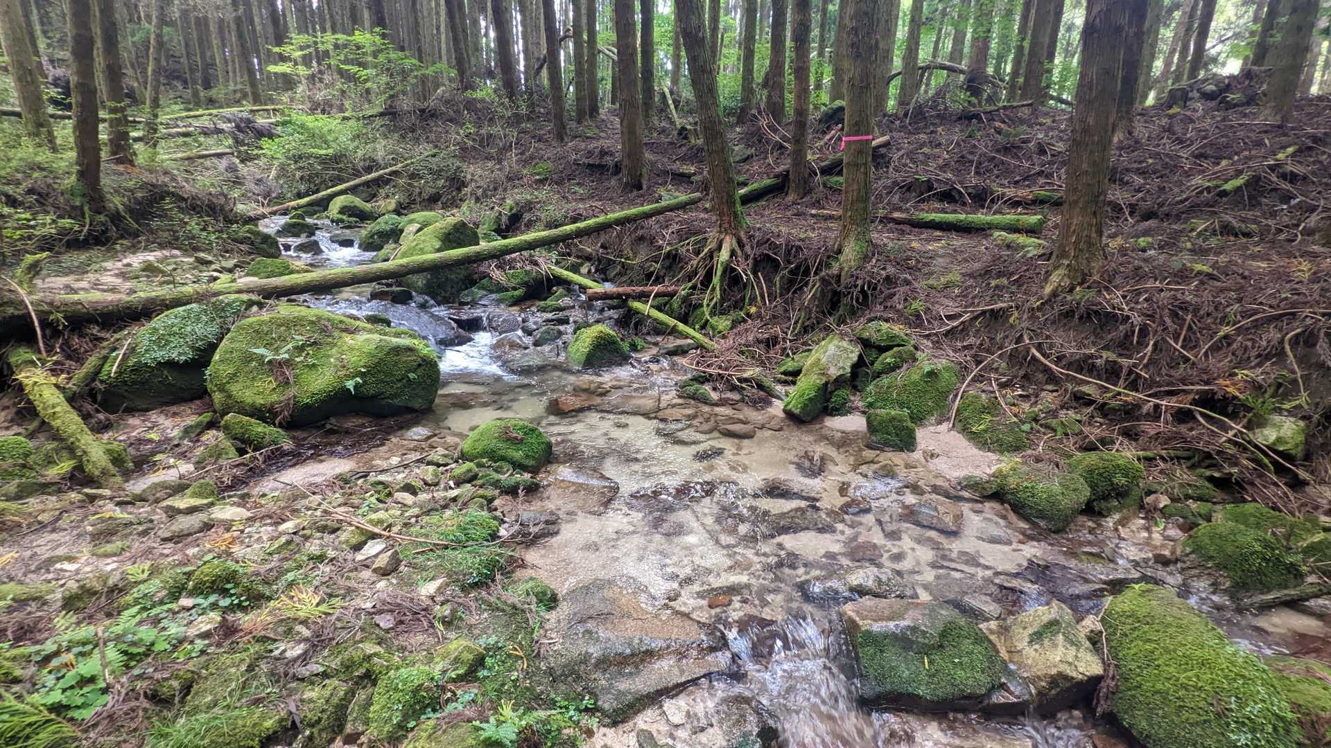 急に湿っぽくなってきました