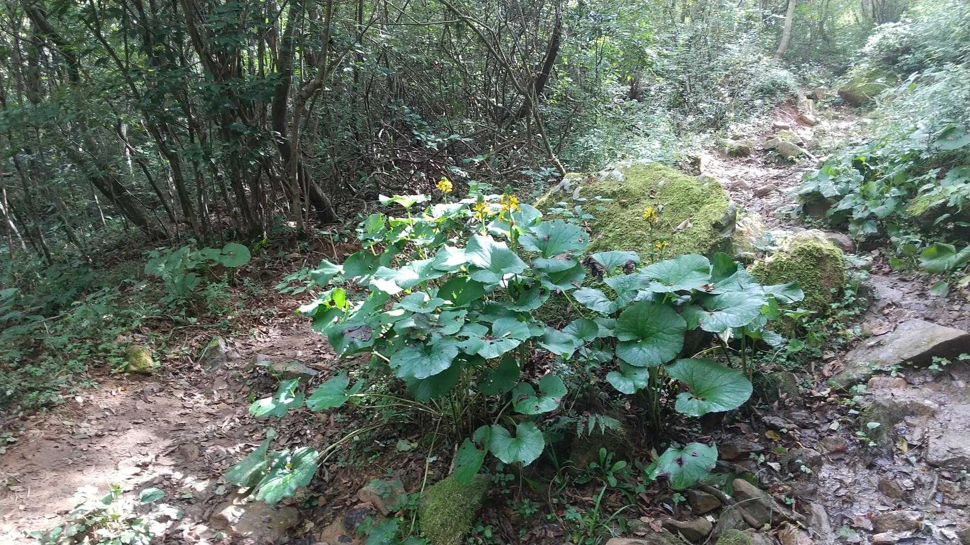 上野登山口-上野越・福智山分岐-福智山 往復コースの写真
