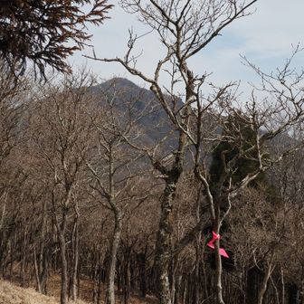 木々の間から。あれは祖母山でしょうか？