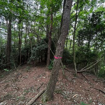 高尾山到着 高尾山手前にあったツチアケビは、見つからなかった