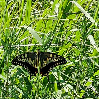 アゲハチョウ。この付近は他にも蜂がよく飛び回っていた。