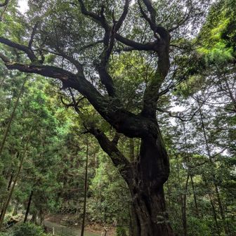 おっきな木🌳すぐ下は他の遍路道(太龍寺道)との三叉路。
