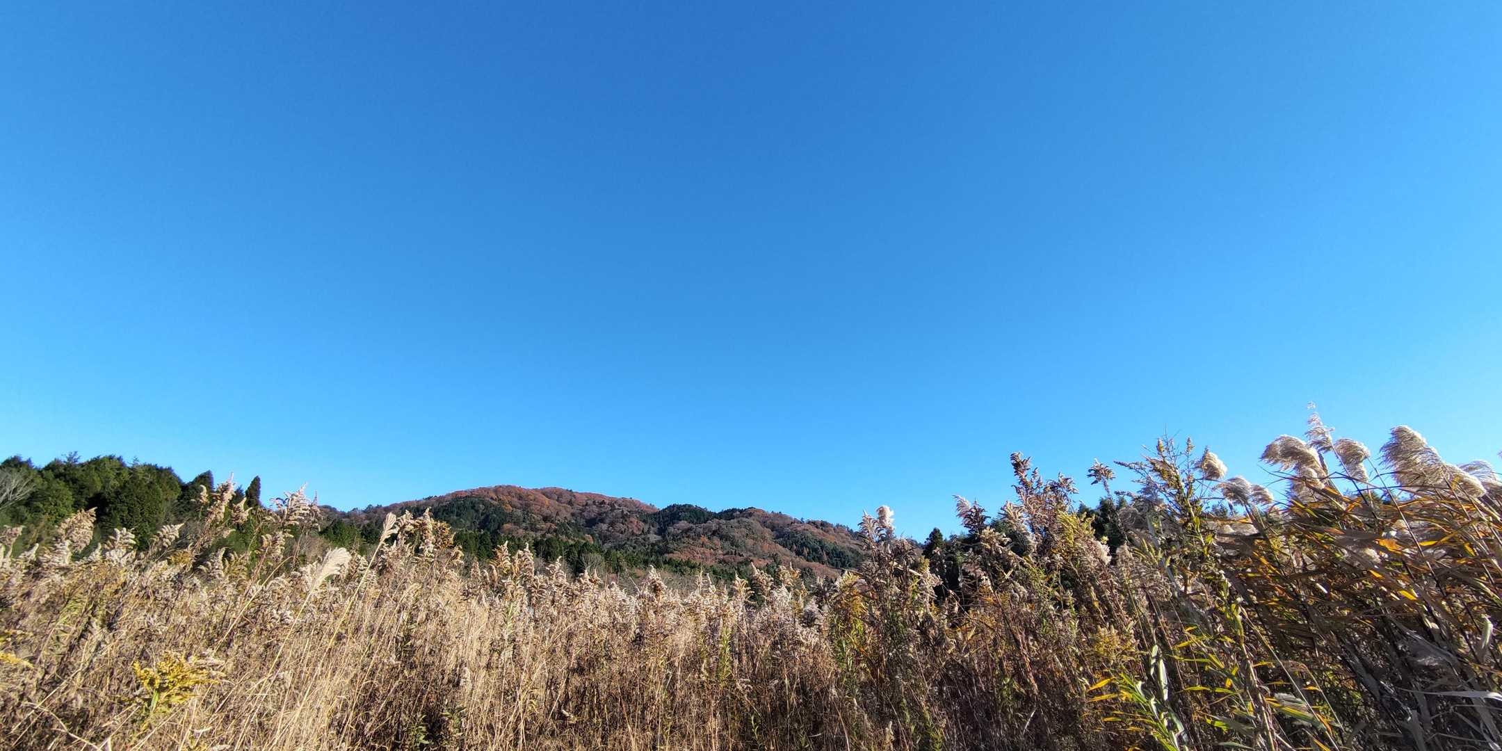 民家の軒先歩けば
ししゃも香る