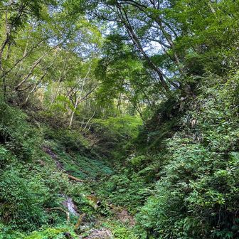 登りはモミジ谷から