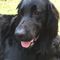 クロイヌ