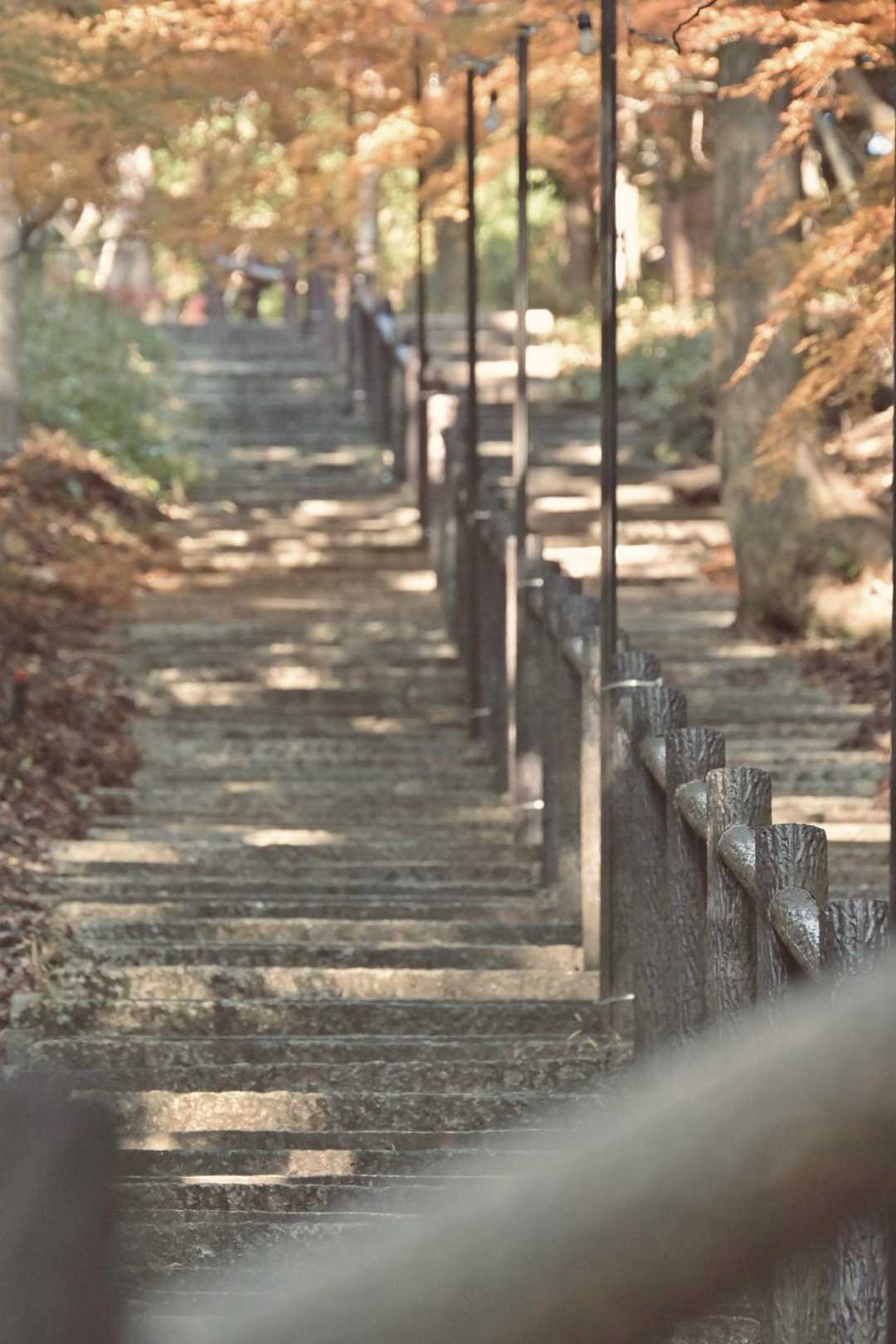 聖宝寺-藤原岳 往復コースの写真