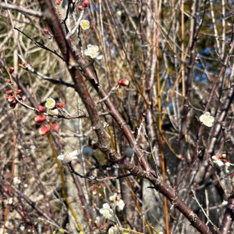 梅の花