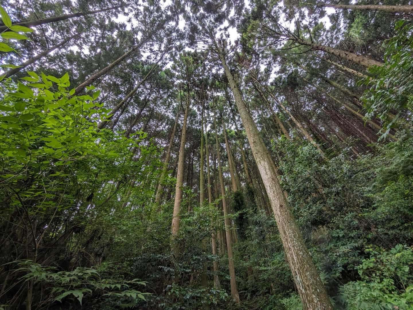 🌲🌲
