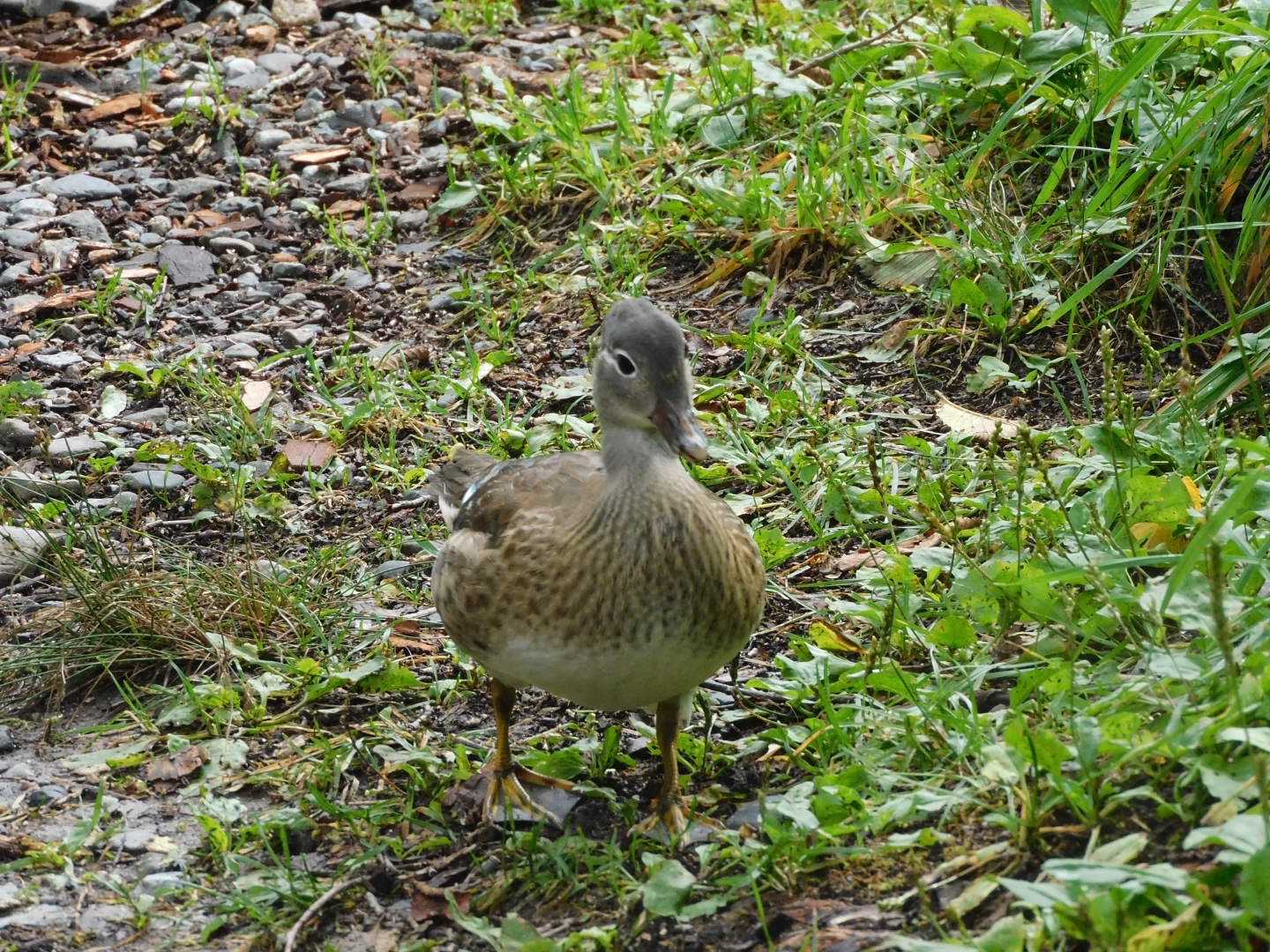 カルガモですか？
どなたか教えてください
唯一の鳥さん撮れて
ママちゃん　気分良くなった