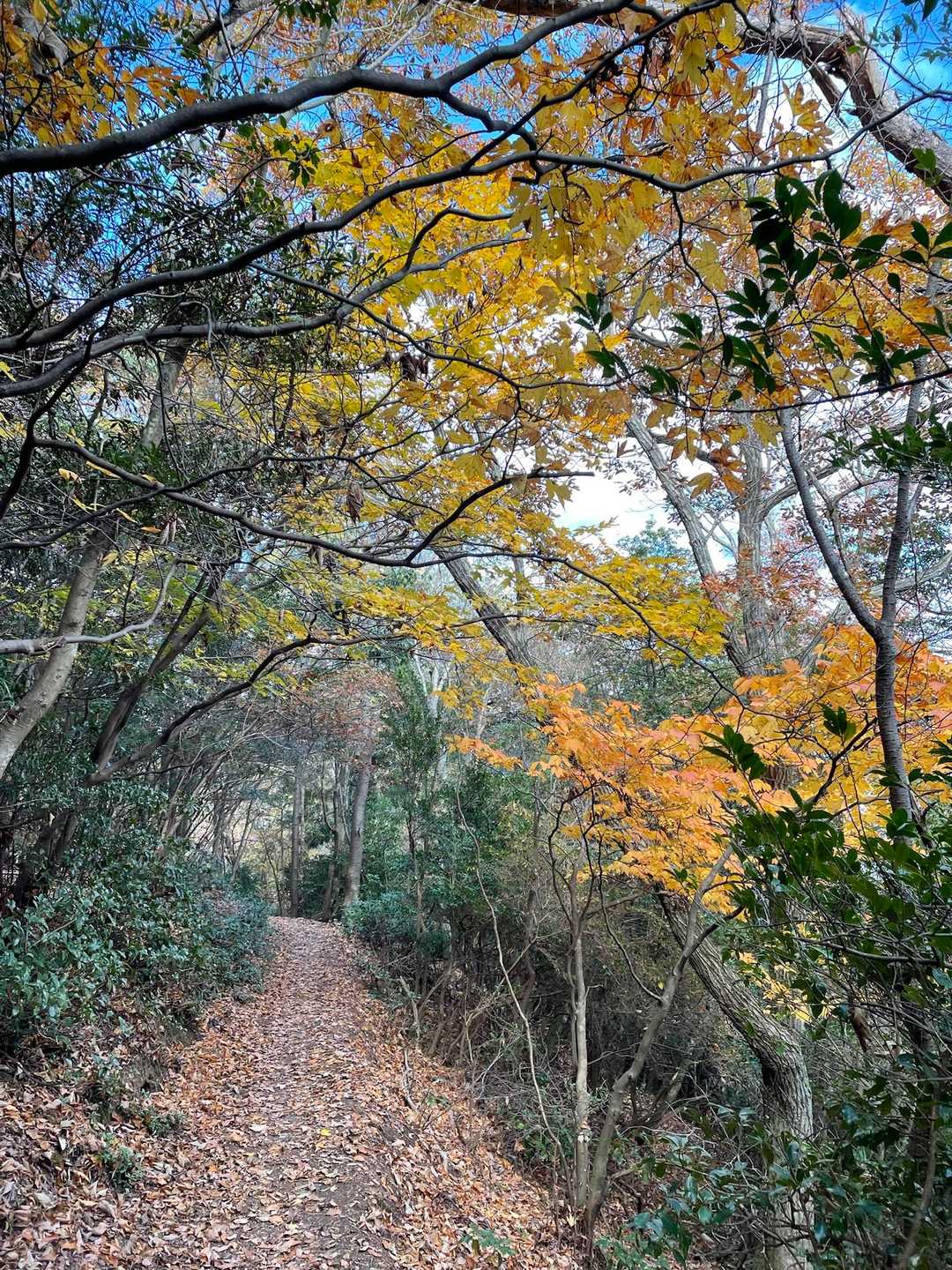 🍁も終盤に