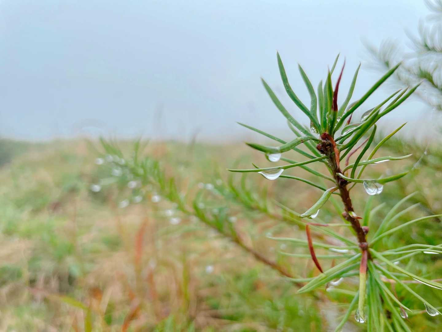 霧で付いた水滴かな？