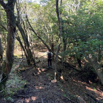 下山ルート（国見峠コース）も樹林帯の気持ちよい木陰です