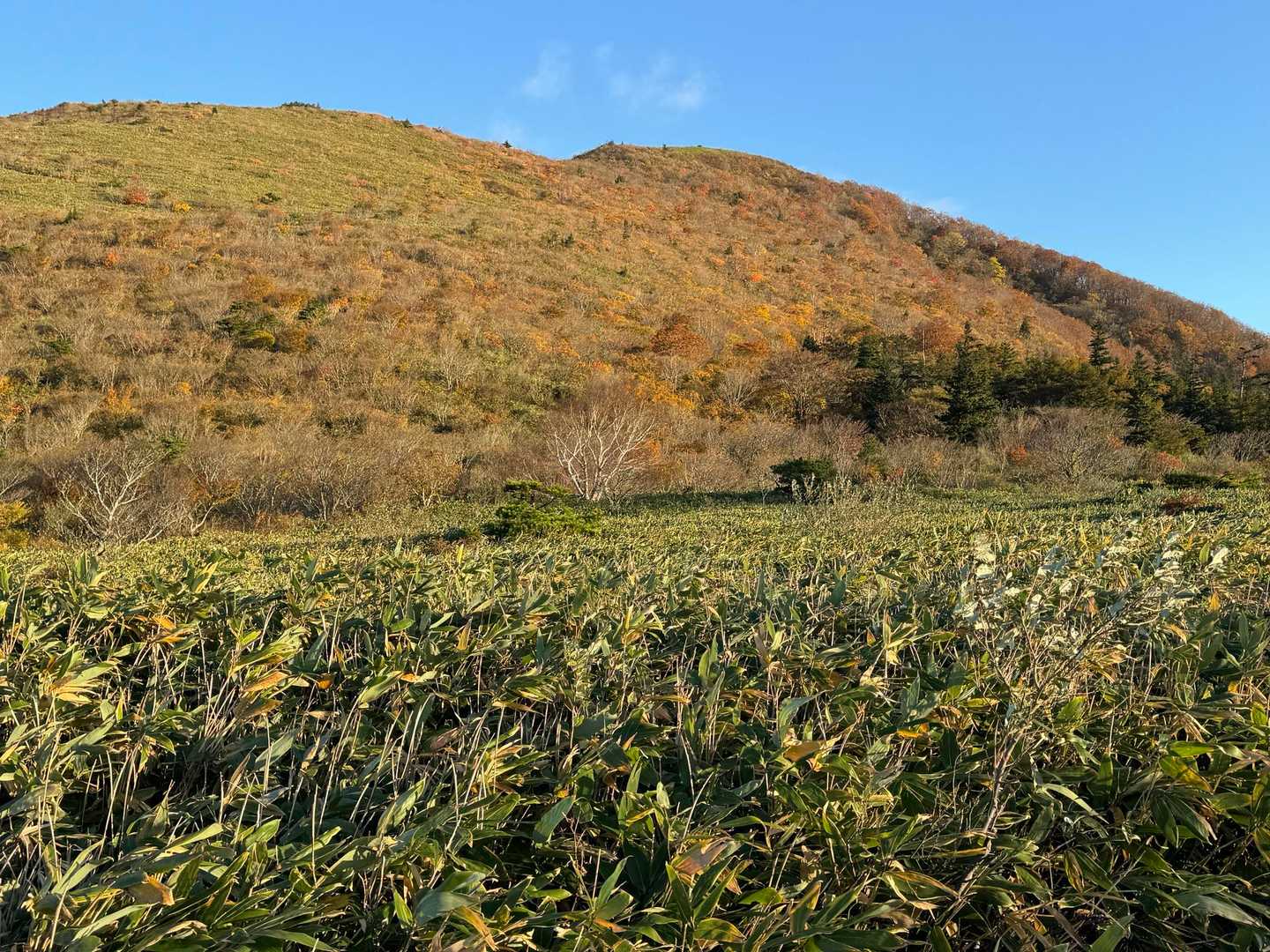 まずは大関山
天気も良く朝日に照らされて萌え萌えですよ～😄