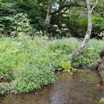 あちこちに水が流れて