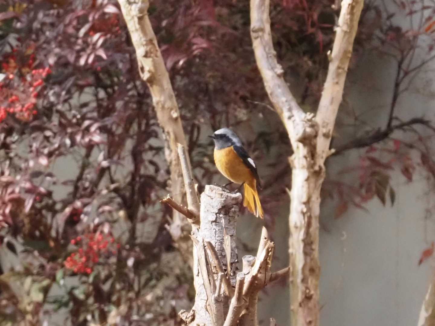 なんとかという鳥さん🐧