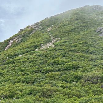 見上げて頂上かと思えばまだまだ