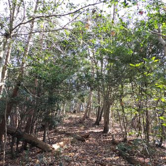 山頂まで何となく道っぽくなっている