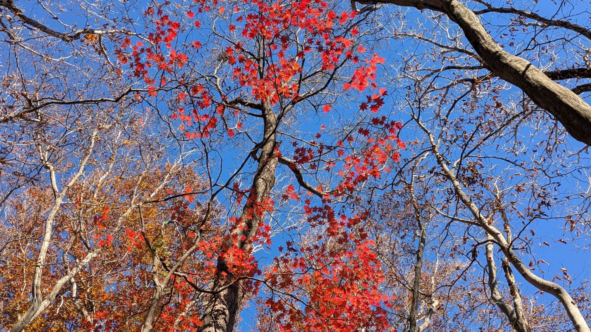 🍁いいね〜