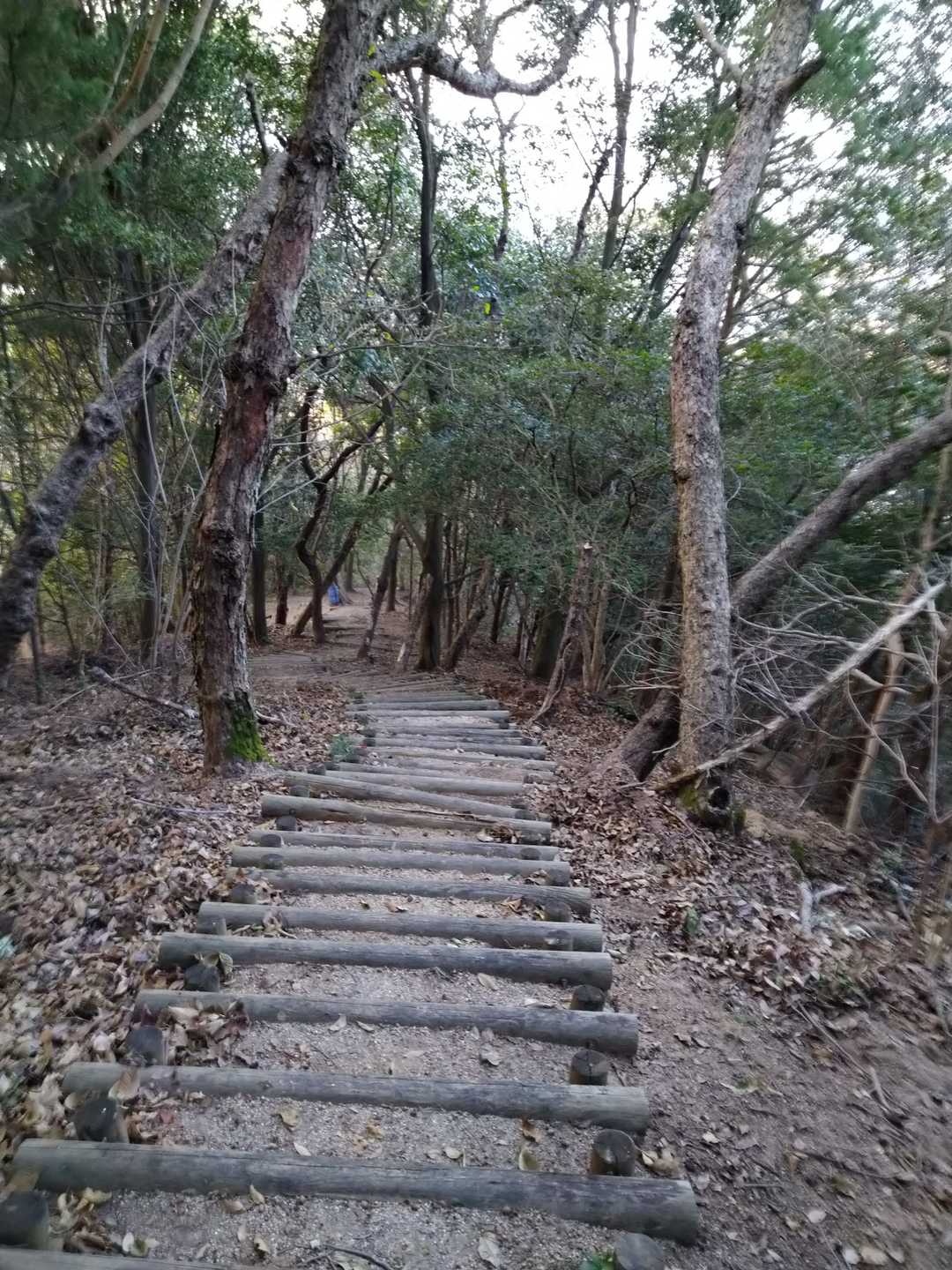 西側のルートを