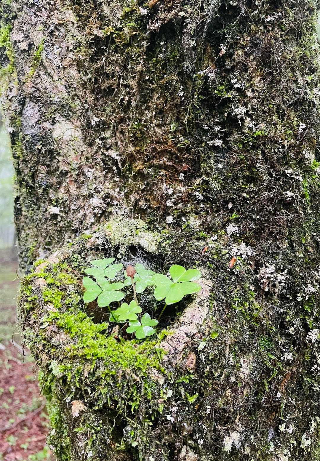 自然の生け花👀