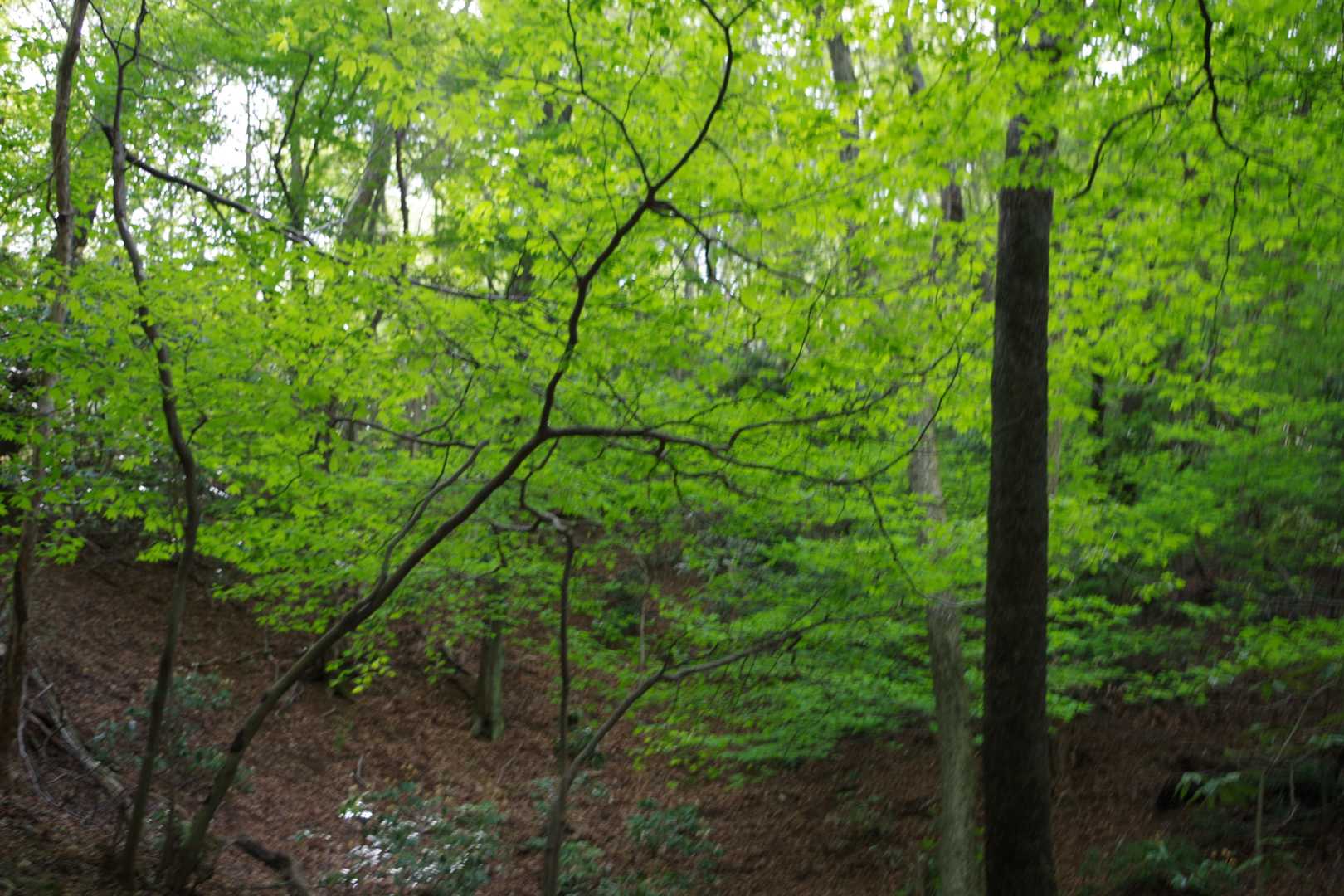 聖宝寺-藤原岳-藤原岳登山口 縦走コースの写真