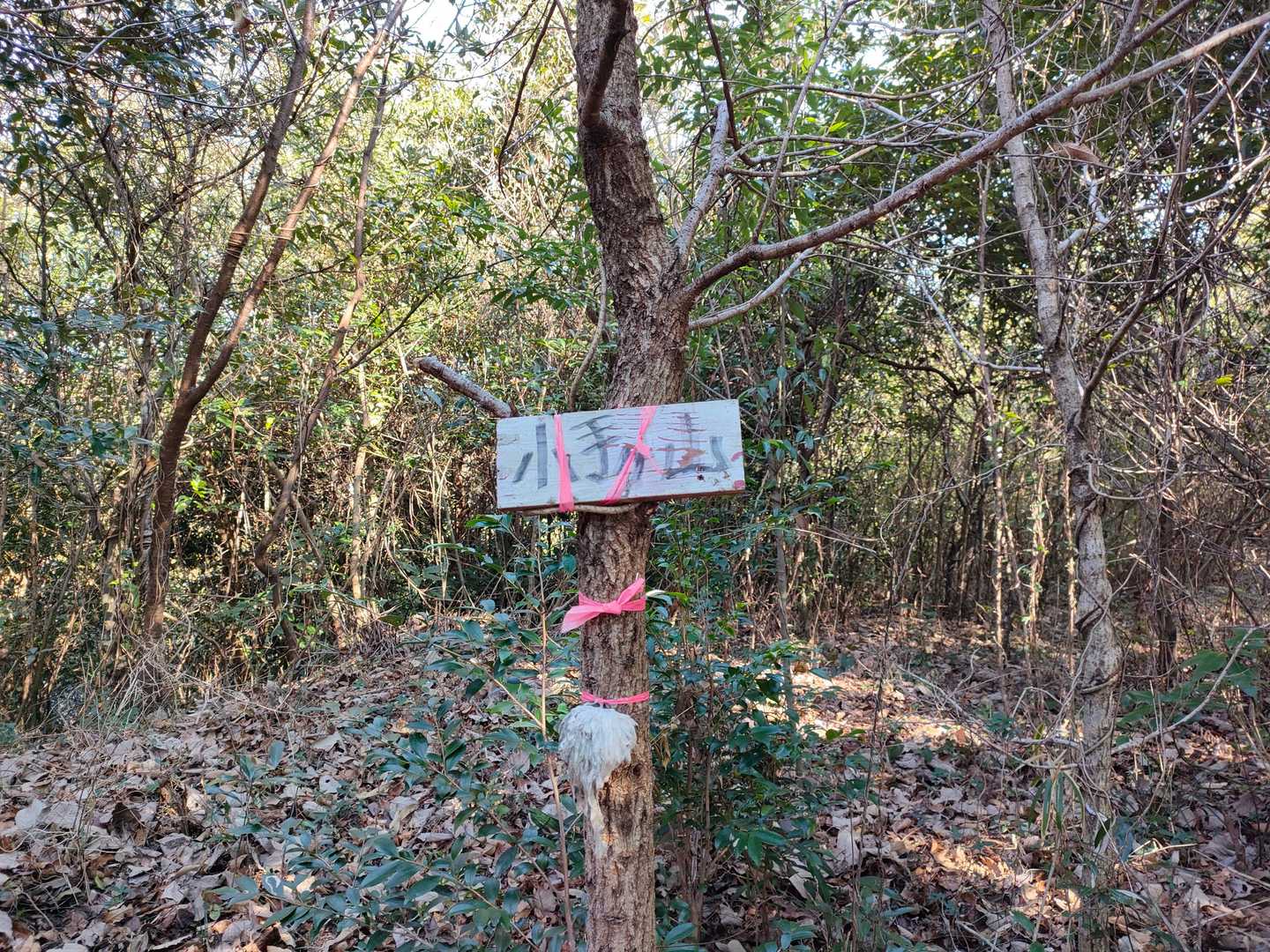小手ヶ山の写真