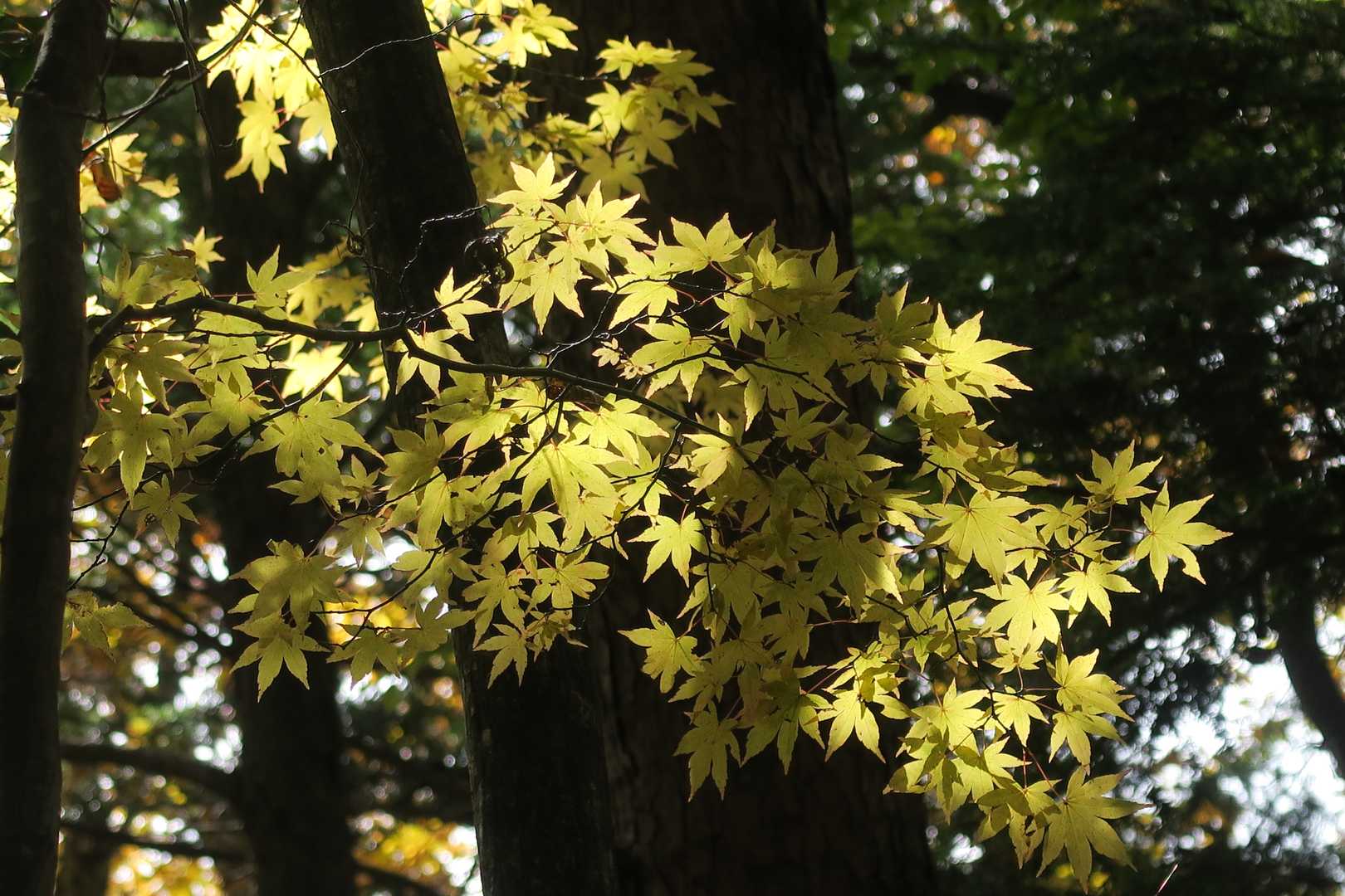 小屋平バス停-石丸峠-榧ノ尾山 縦走コースの写真