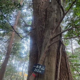 最後のピーク⛰️名前の通り立派な木が一本