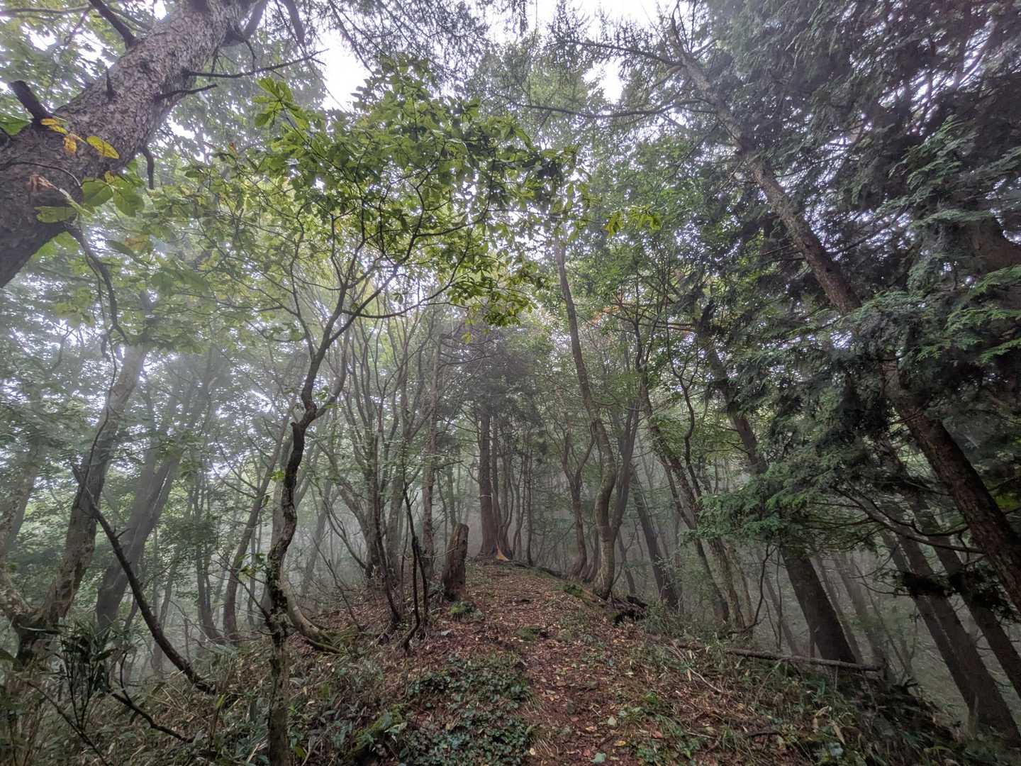 右側針葉樹林、左側広葉樹林
両方楽しめる😁