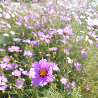 コスモス❁