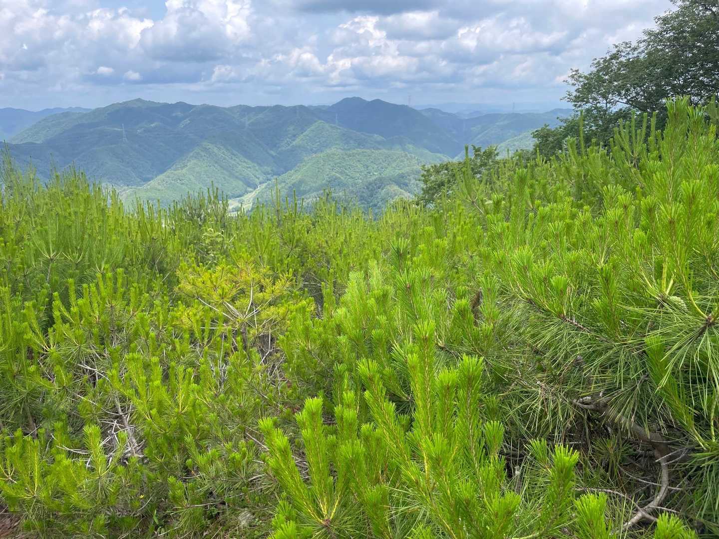 松の🌲小さい木がここだけ、密集して生えてました。