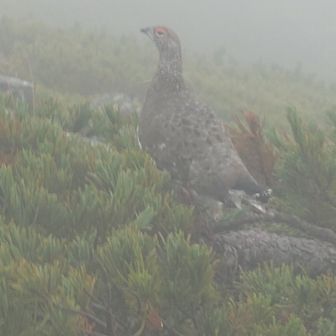 ライチュウが7羽以上おりました