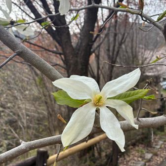 タム〜か、コブ〜、どっち〜