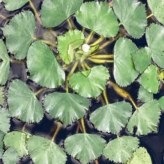 ヒシの花が咲いていました