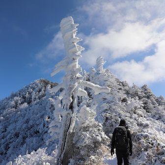 白骨樹も冬化粧
