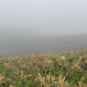 冬に雪が積もり寒さをしのげる所は笹が茂り、風で雪が飛ばされてしまうところは草原となりお花畑になるそうです