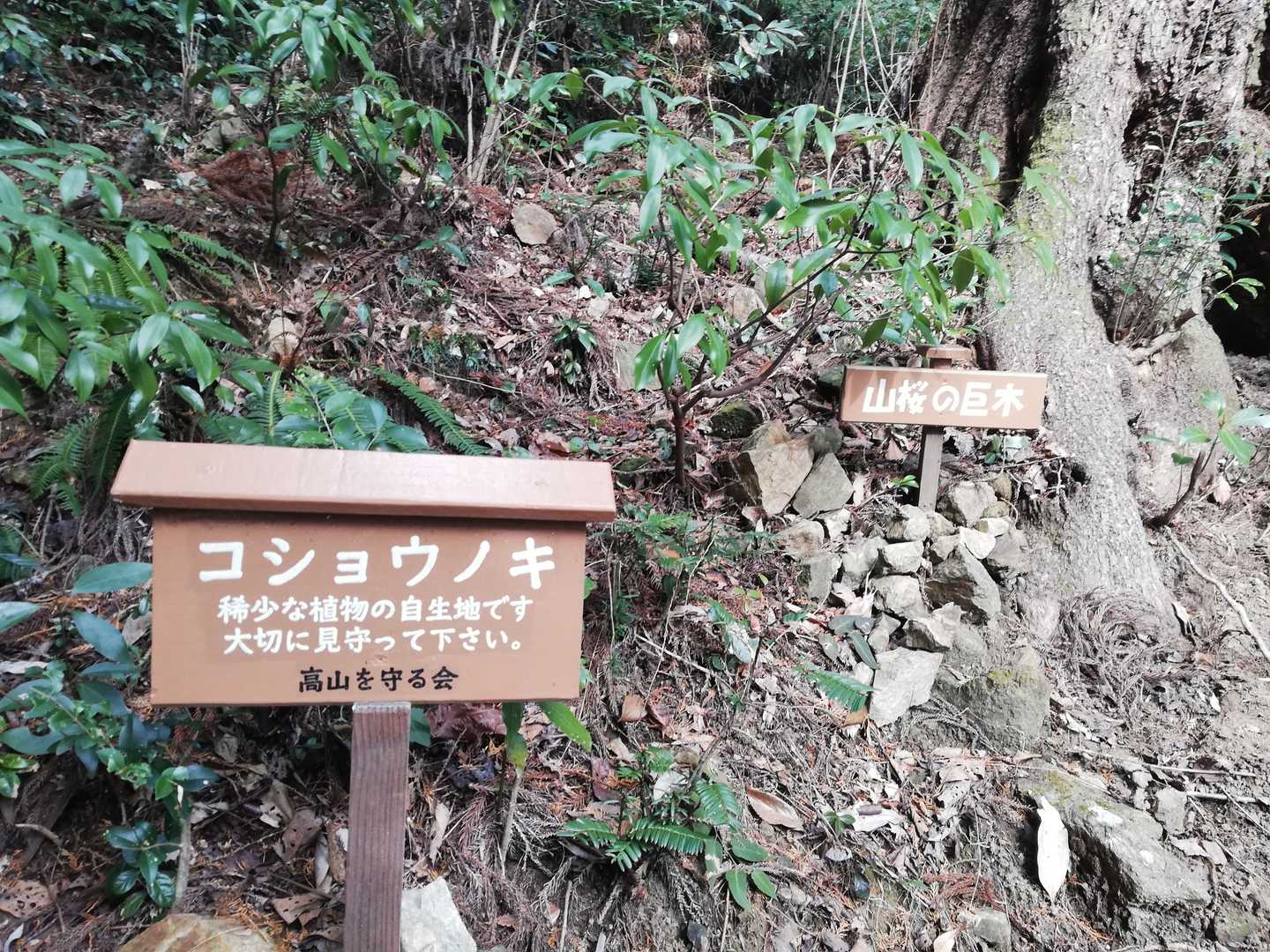 コショウノキ